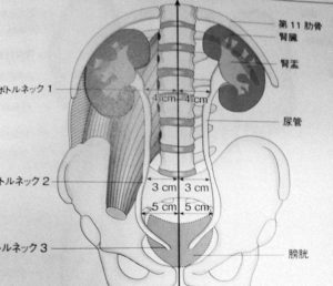 腎臓と大腰筋の位置関係